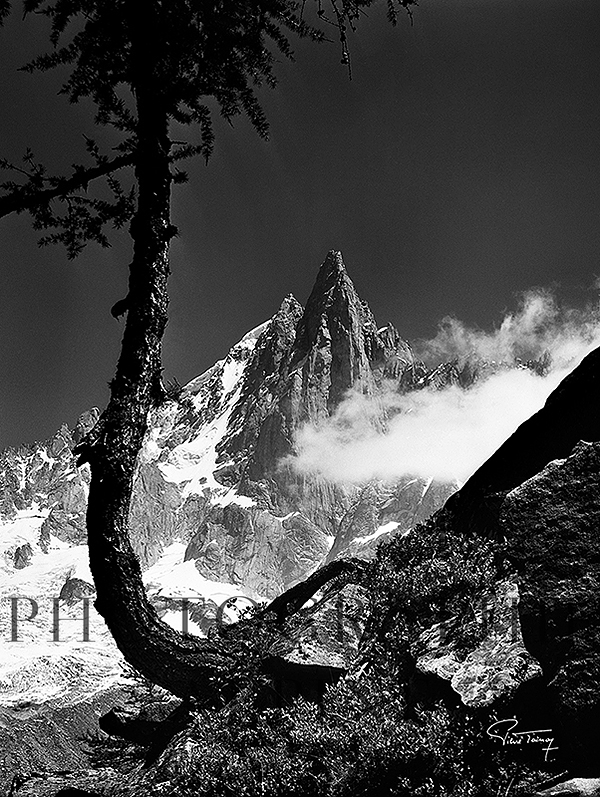 Les Drus et le mélèze